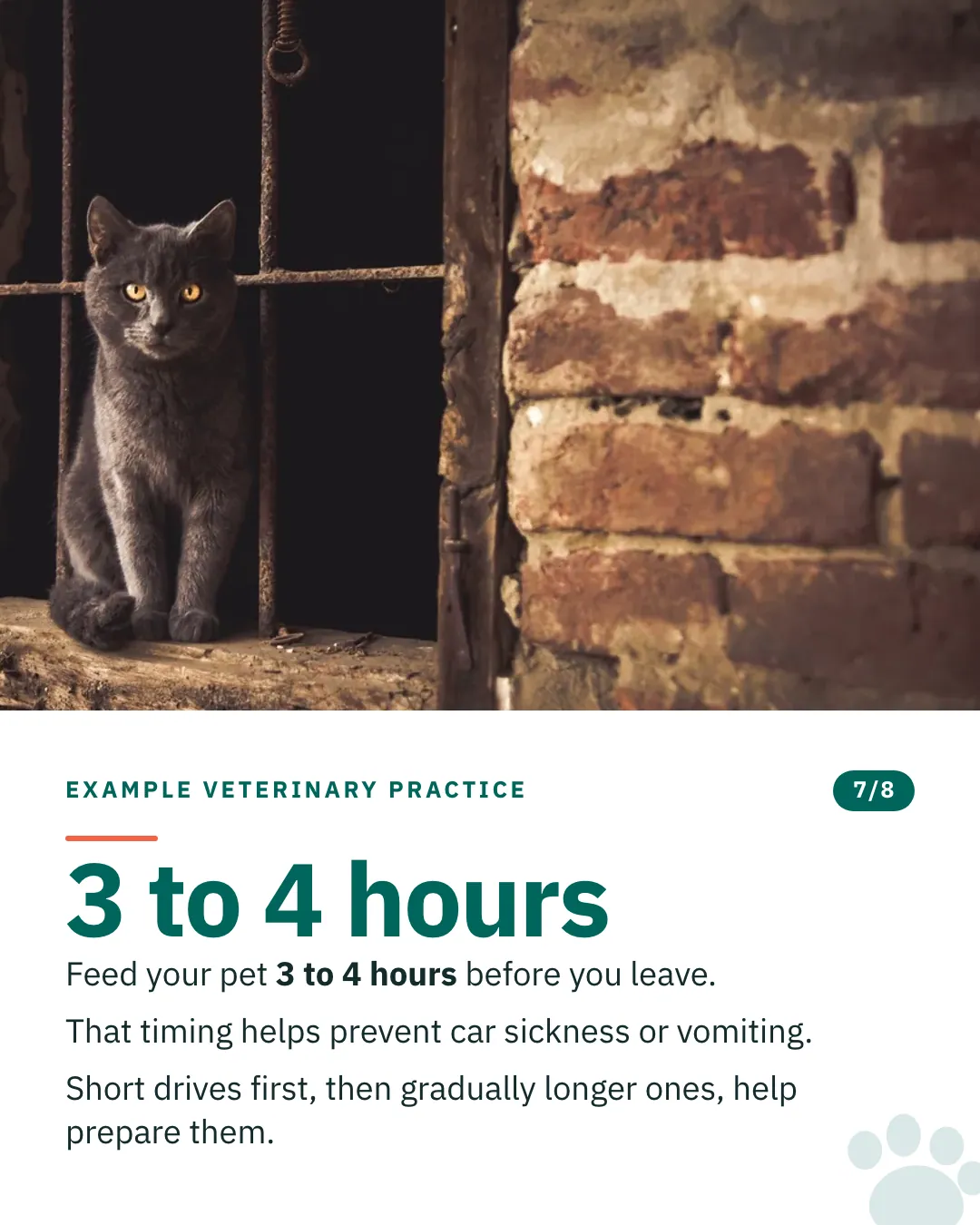Slide 7 of 8. Card reading: Feed your pet 3 to 4 hours before you leave. That timing helps prevent car sickness or vomiting. Short drives first, then gradually longer ones, help prepare them. Above the words, a photograph: A grey cat sitting in the opening of a barred window in a brick wall. (CC0).