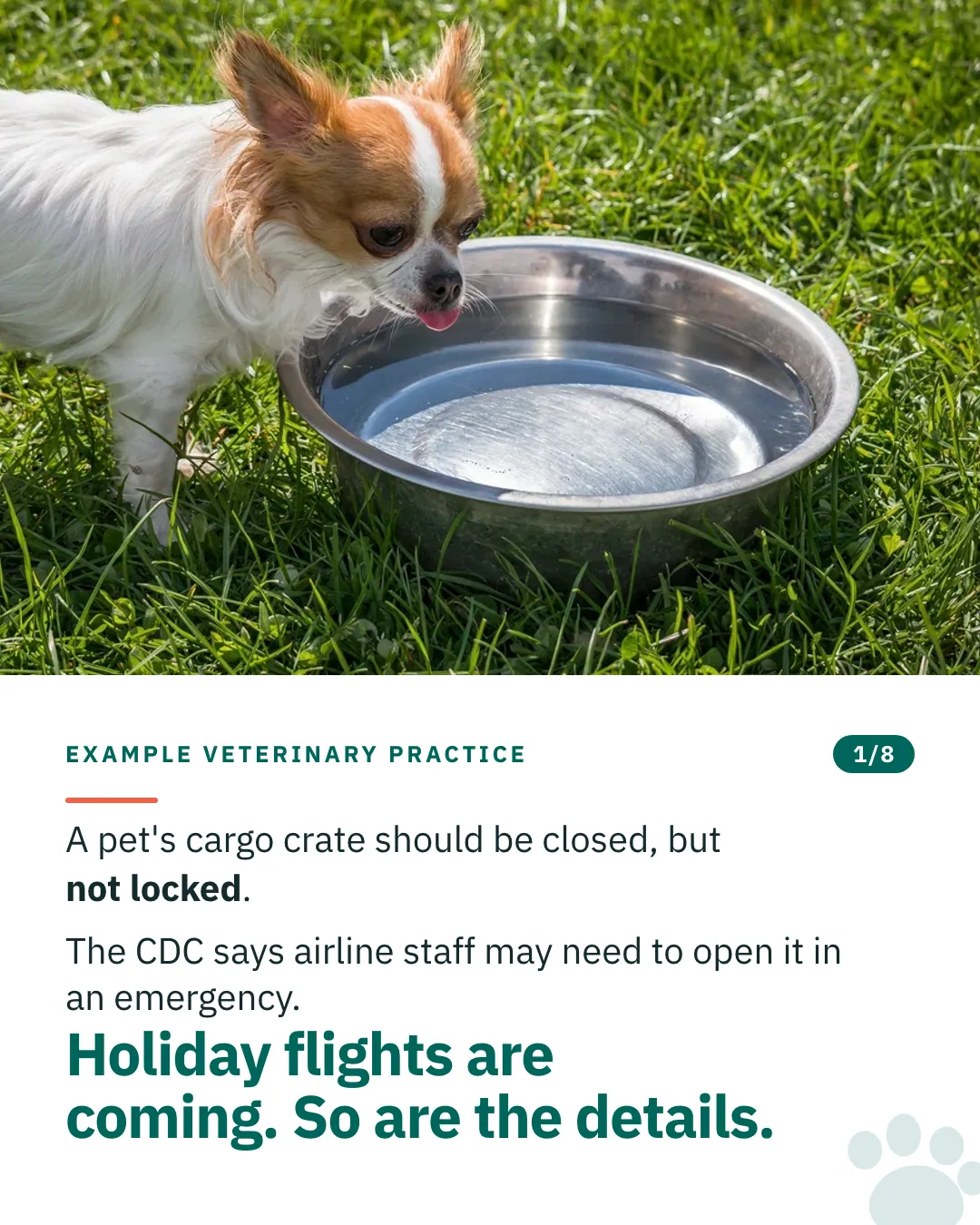 Slide 1 of 8. Card reading: A pet's cargo crate should be closed, but not locked. The CDC says airline staff may need to open it in an emergency. Holiday flights are coming. So are the details. Above the words, a photograph: A small long-haired dog drinking from a steel bowl on sunlit grass. (CC0).