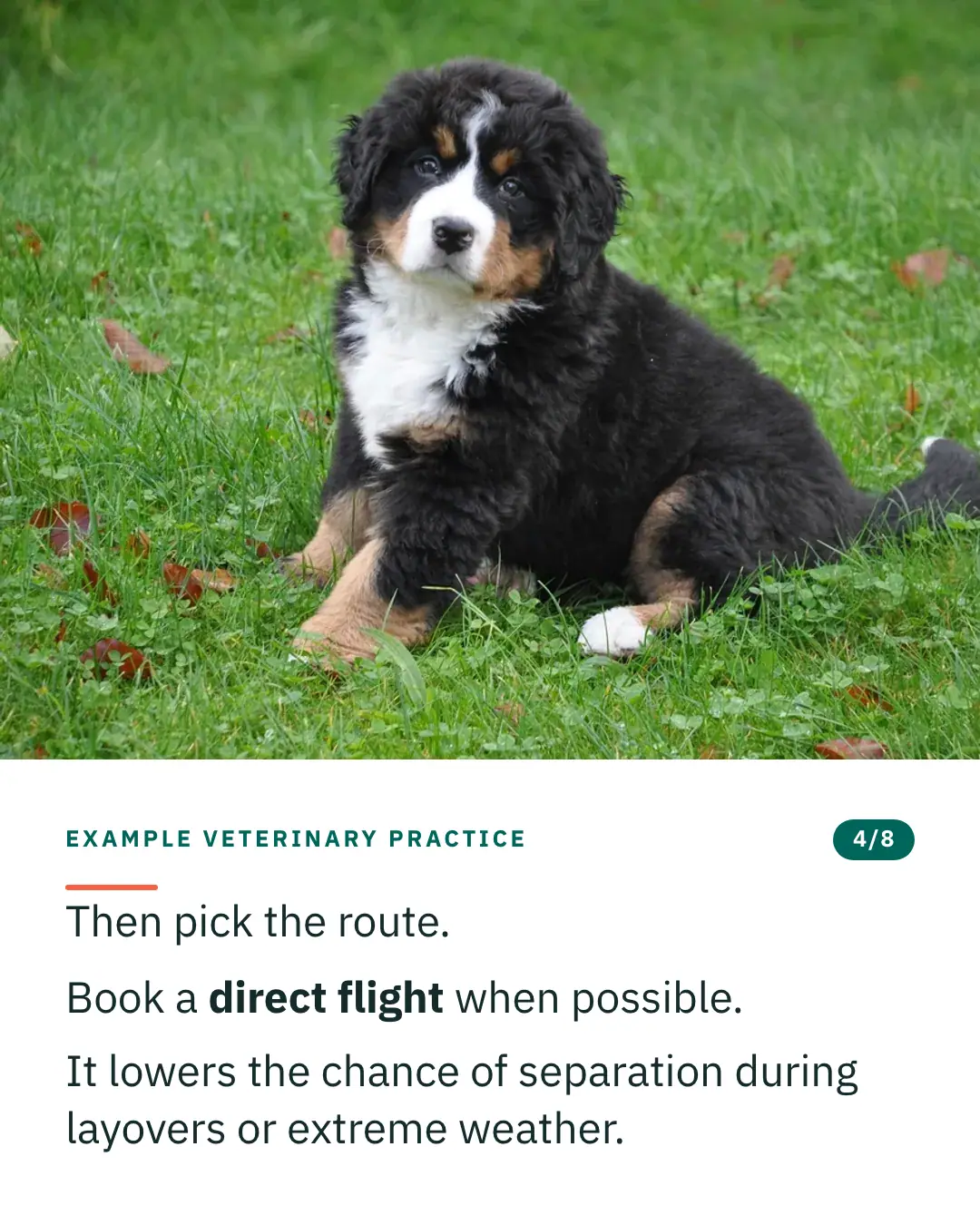 Slide 4 of 8. Card reading: Then pick the route. Book a direct flight when possible. It lowers the chance of separation during layovers or extreme weather. Above the words, a photograph: A Bernese mountain dog puppy sitting on grass scattered with fallen leaves. (CC0).