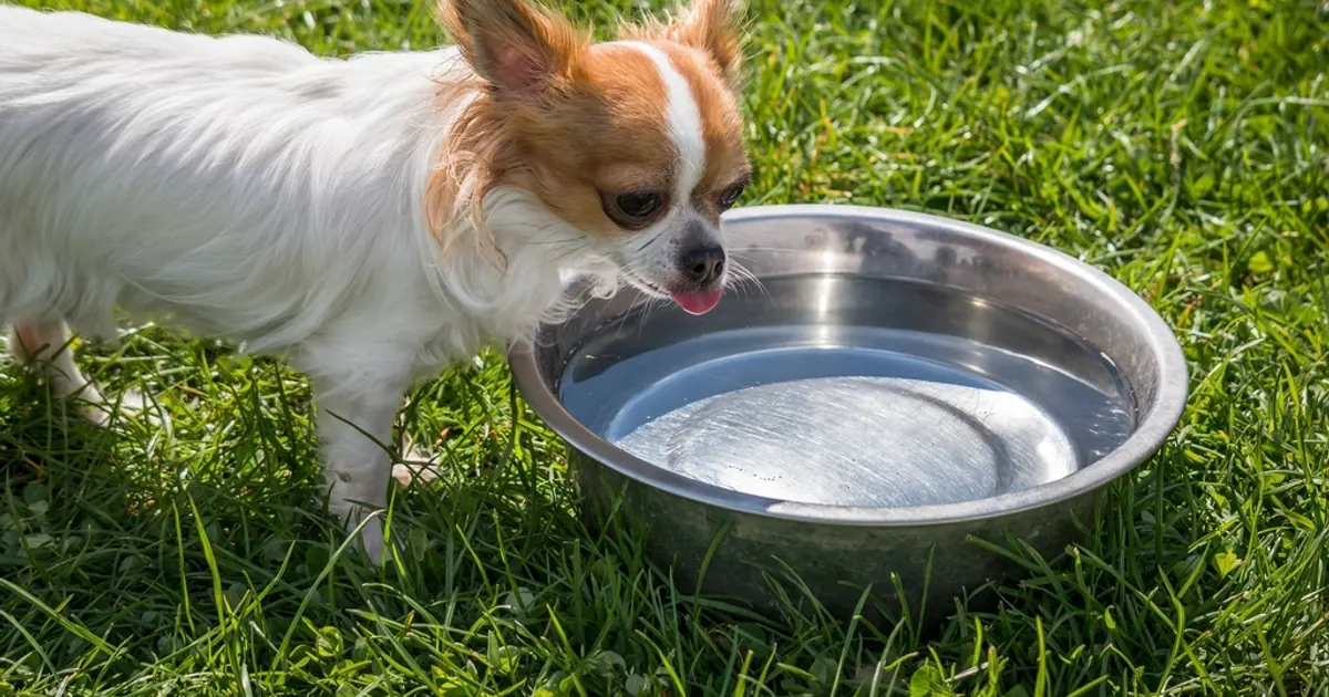 Your pet's holiday flight checklist